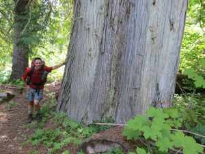 Giagantic cedars along Little Beaver trail