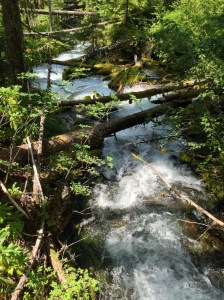 There is a spring in this photo, trust me