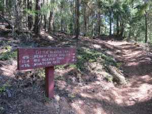 Little Beaver begins